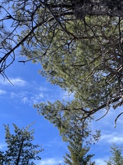 Pinus lambertiana