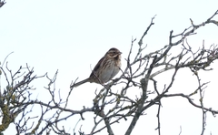 Emberiza schoeniclus