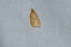 Cenopis reticulatana