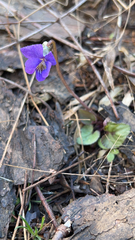 Viola sagittata