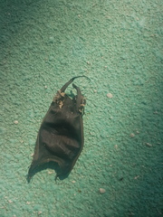 Rostroraja eglanteria