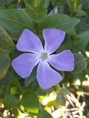Vinca