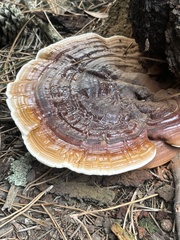 Ganoderma lucidum