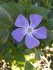 Vinca