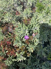 Geranium incanum