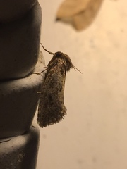 Acrolophus plumifrontella