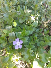 Vinca