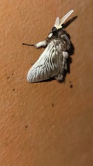 Megalopyginae