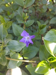 Vinca