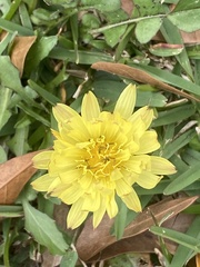 Pyrrhopappus carolinianus