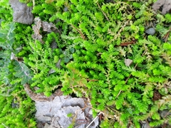 Sedum acre