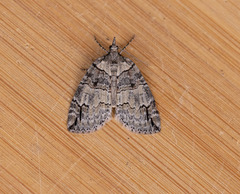 Hydriomena divisaria