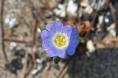 Nolana paradoxa