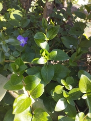 Vinca