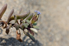Nolana paradoxa