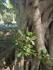 Ficus microcarpa