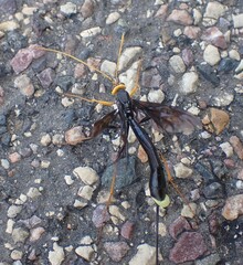 Megarhyssa atrata