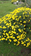 Euryops pectinatus