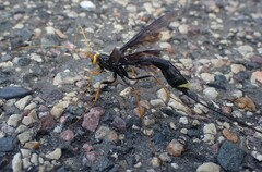 Megarhyssa atrata