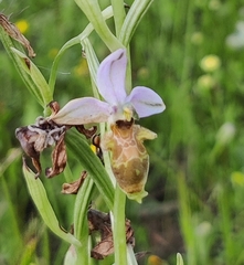 Ophrys scolopax
