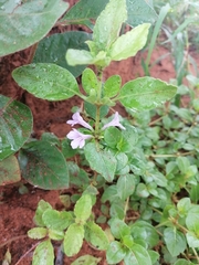 Ruellia drummondiana