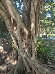 Ficus microcarpa