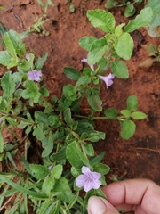 Ruellia drummondiana