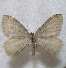 Triphosa sabaudiata