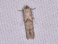 Hypatopa punctiferella