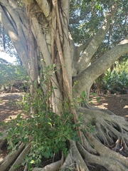 Ficus microcarpa