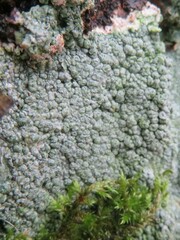 Pertusaria pertusa