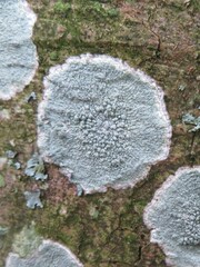 Pertusaria pertusa