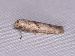 Hypatopa punctiferella