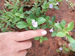 Ruellia drummondiana