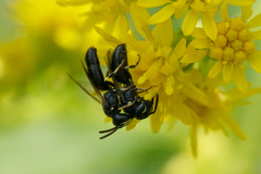 Hylaeus mesillae cressoni