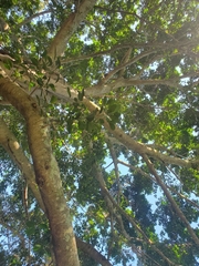 Ficus microcarpa