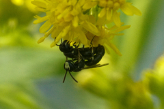 Hylaeus mesillae cressoni