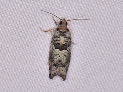 Pseudexentera knudsoni