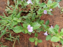 Ruellia drummondiana