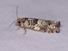 Pseudexentera knudsoni