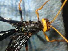 Megarhyssa atrata