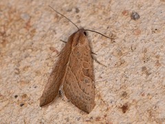 Galgula partita