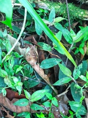 Epipedobates anthonyi