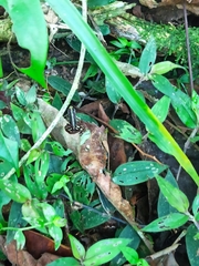 Epipedobates anthonyi