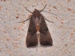 Galgula partita
