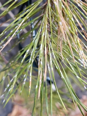 Chionaspis pinifoliae