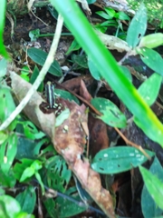 Epipedobates anthonyi