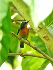 Chalcoparia singalensis