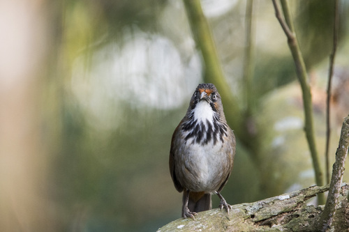Black-necklaced Scimitar Babbler (Erythrogenys erythrocnemis), photo 4