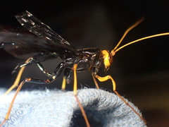 Megarhyssa atrata
